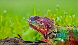 Preview wallpaper iguana, reptile, color, spots