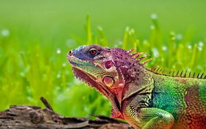 Preview wallpaper iguana, reptile, color, spots