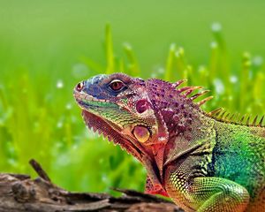 Preview wallpaper iguana, reptile, color, spots