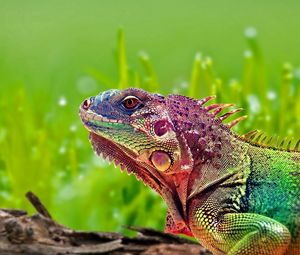 Preview wallpaper iguana, reptile, color, spots
