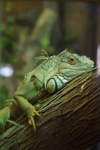 Preview wallpaper iguana, reptile, green, tree