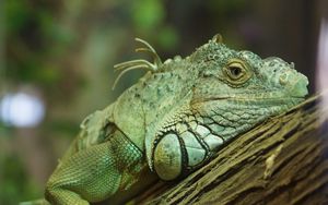 Preview wallpaper iguana, reptile, green, tree