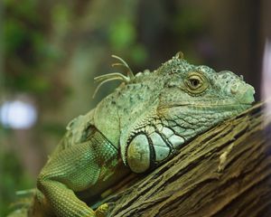 Preview wallpaper iguana, reptile, green, tree