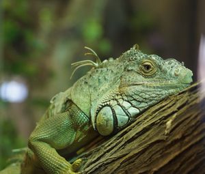 Preview wallpaper iguana, reptile, green, tree