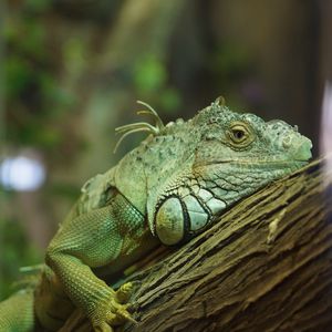 Preview wallpaper iguana, reptile, green, tree