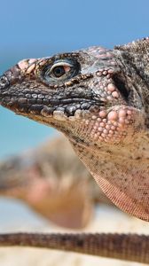 Preview wallpaper iguana, reptile, head, profile