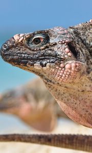 Preview wallpaper iguana, reptile, head, profile