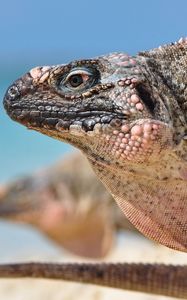 Preview wallpaper iguana, reptile, head, profile