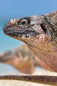 Preview wallpaper iguana, reptile, head, profile