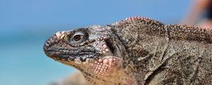 Preview wallpaper iguana, reptile, head, profile