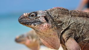 Preview wallpaper iguana, reptile, head, profile