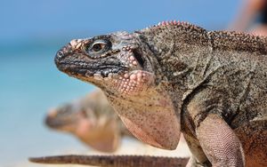 Preview wallpaper iguana, reptile, head, profile