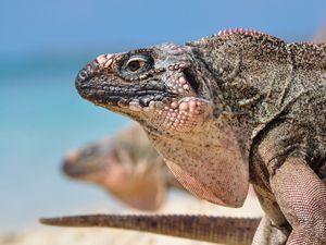 Preview wallpaper iguana, reptile, head, profile