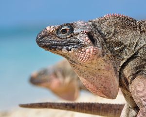 Preview wallpaper iguana, reptile, head, profile