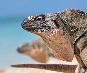 Preview wallpaper iguana, reptile, head, profile