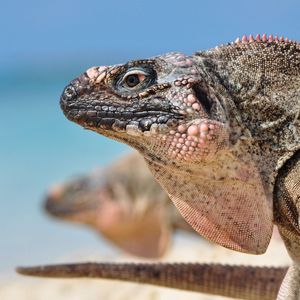 Preview wallpaper iguana, reptile, head, profile