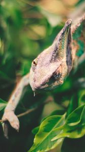 Preview wallpaper iguana, reptile, leaves, wildlife