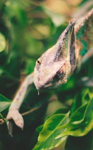 Preview wallpaper iguana, reptile, leaves, wildlife