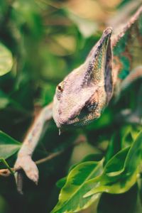 Preview wallpaper iguana, reptile, leaves, wildlife