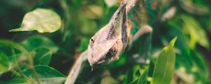 Preview wallpaper iguana, reptile, leaves, wildlife