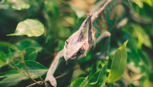 Preview wallpaper iguana, reptile, leaves, wildlife