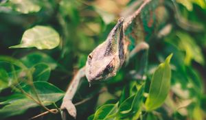 Preview wallpaper iguana, reptile, leaves, wildlife