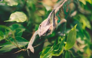 Preview wallpaper iguana, reptile, leaves, wildlife