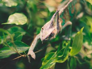 Preview wallpaper iguana, reptile, leaves, wildlife