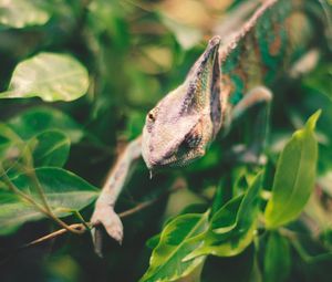 Preview wallpaper iguana, reptile, leaves, wildlife