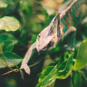 Preview wallpaper iguana, reptile, leaves, wildlife