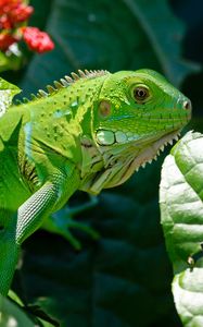 Preview wallpaper iguana, reptile, lizard, flower, leaf