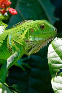 Preview wallpaper iguana, reptile, lizard, flower, leaf