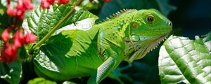 Preview wallpaper iguana, reptile, lizard, flower, leaf