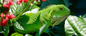 Preview wallpaper iguana, reptile, lizard, flower, leaf