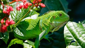 Preview wallpaper iguana, reptile, lizard, flower, leaf