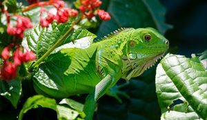 Preview wallpaper iguana, reptile, lizard, flower, leaf