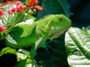 Preview wallpaper iguana, reptile, lizard, flower, leaf