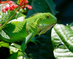 Preview wallpaper iguana, reptile, lizard, flower, leaf