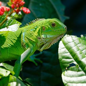 Preview wallpaper iguana, reptile, lizard, flower, leaf