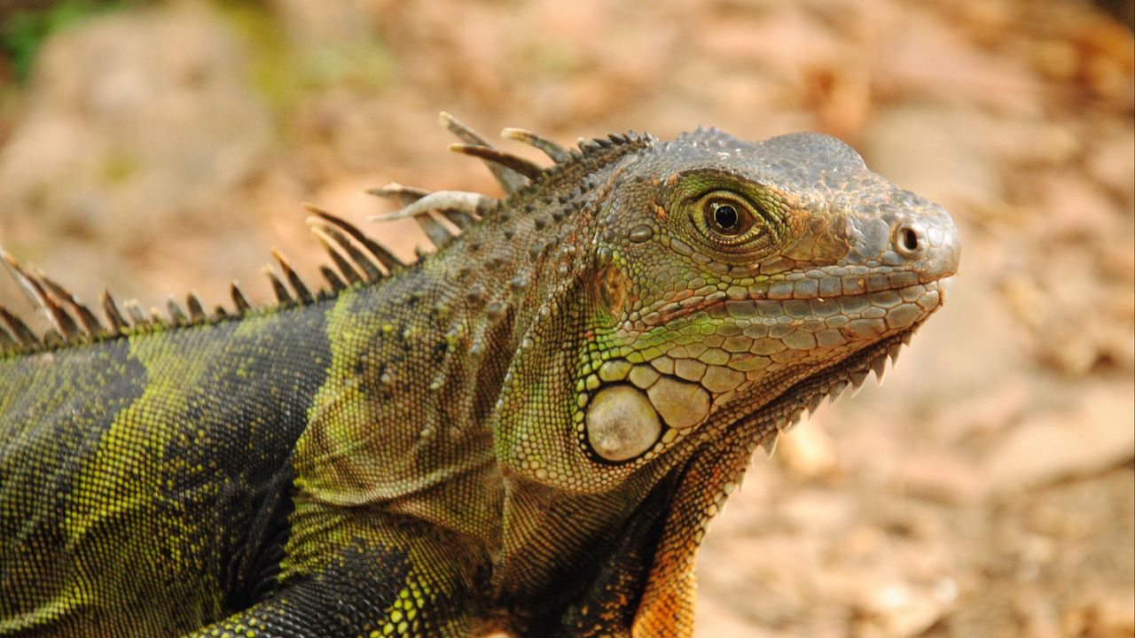Wallpaper iguana, reptile, lizard