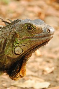 Preview wallpaper iguana, reptile, lizard