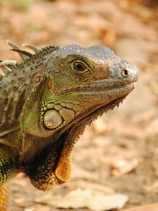 Preview wallpaper iguana, reptile, lizard