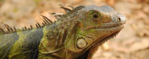 Preview wallpaper iguana, reptile, lizard