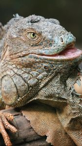 Preview wallpaper iguana, reptile, lizard, color