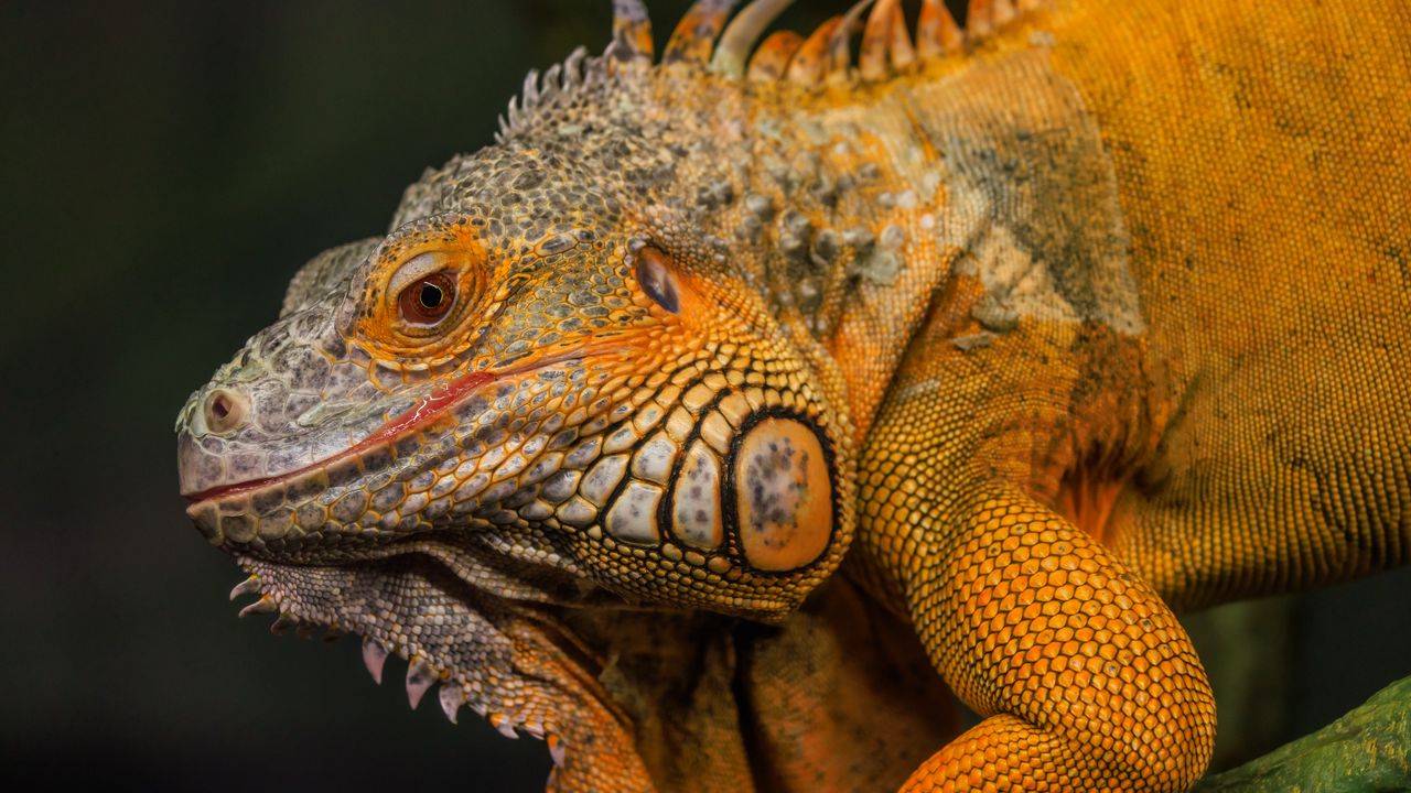 Wallpaper iguana, reptile, lizard, yellow, log, blur