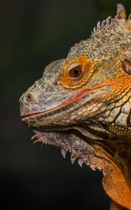 Preview wallpaper iguana, reptile, lizard, yellow, log, blur