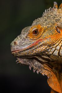 Preview wallpaper iguana, reptile, lizard, yellow, log, blur