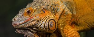 Preview wallpaper iguana, reptile, lizard, yellow, log, blur