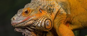 Preview wallpaper iguana, reptile, lizard, yellow, log, blur
