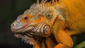 Preview wallpaper iguana, reptile, lizard, yellow, log, blur